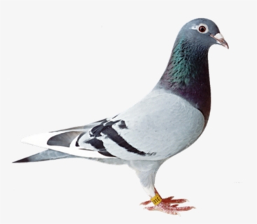 Pigeon Png, Transparent Png, Free Download