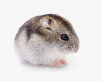 Dwarf Hamster Transparent, HD Png Download, Free Download