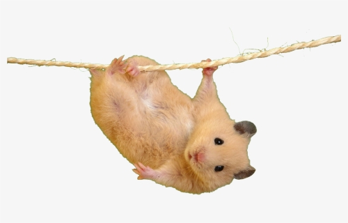 Hamster Meme Reaction Reactionmeme Freetoedit Hamster With Peace Sign Hd Png Download Kindpng