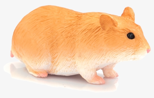 Guinea Pig, HD Png Download, Free Download