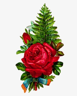 Floribunda, HD Png Download, Free Download
