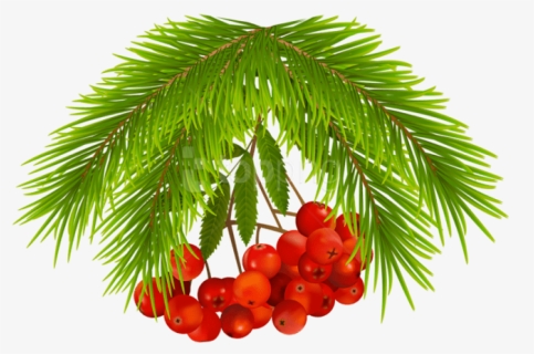 Free Png Christmas Holly Berries Png Images Transparent, Png Download, Free Download