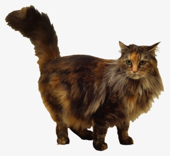 Jumping Black Cat Transparent Background, HD Png Download, Free Download