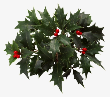 Holly Clip Art - Transparent Christmas Holly Png, Png Download, Free Download