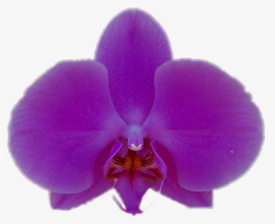 Transparent Purple Orchid Png - Moth Orchid, Png Download, Free Download