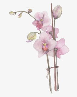 Orchid 2, HD Png Download, Free Download
