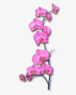 Orchid - Pa - 71 - Wallpapers V - 8 - 2 Png - Pembe Orkide Png, Transparent Png, Free Download