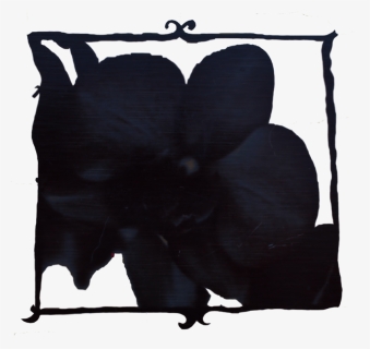 Black Orchid Small - Cushion, HD Png Download, Free Download