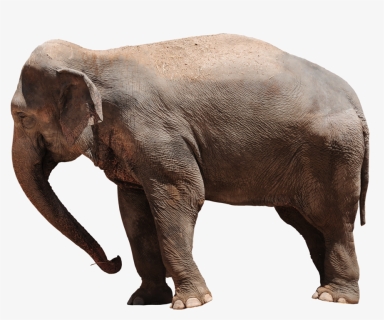Elephant Png Transparent - Asian Elephant Png, Png Download, Free Download