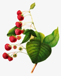 Antique Images Antique Raspberry Image Digital Fruit - Botanical Fruit Illustration Png, Transparent Png, Free Download