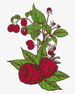 See All Beers - Avery Raspberry Sour Logo, HD Png Download, Free Download