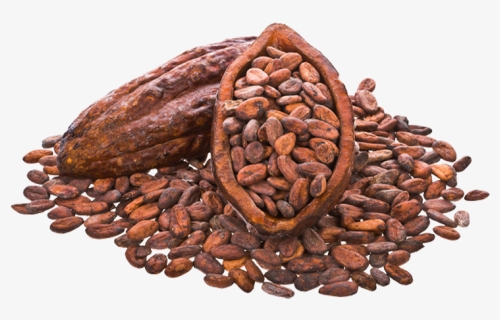 Cocoa Beans Png Image - Cocoa Beans Transparent Background, Png Download, Free Download