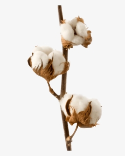 Organic Cotton Png High Quality Image - Diffuseur Parfum Fleur D Oranger, Transparent Png, Free Download