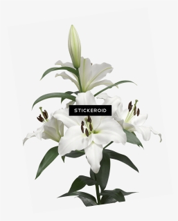 Water Lily , Png Download - Lily Bulb Png, Transparent Png, Free Download