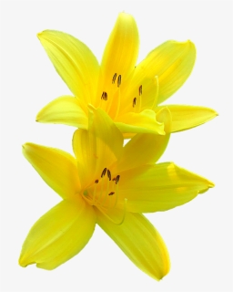 Thumb Image - Transparent Background Yellow Lily Png, Png Download, Free Download