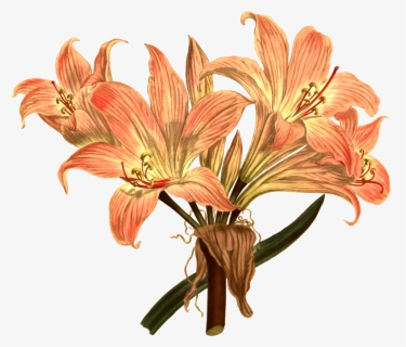 Belladonna Lily - Botanical Drawing Png, Transparent Png, Free Download