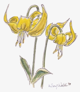 Glacier Lily Duowebsite, HD Png Download, Free Download