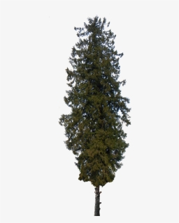 Transparent Pine Tree Png - Free Download Png Real Tree, Png Download, Free Download