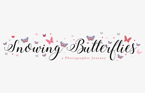 Butterfly, HD Png Download, Free Download