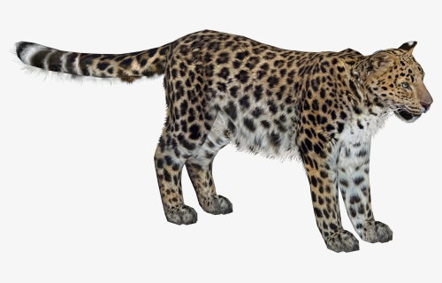 Leopard Png, Transparent Png, Free Download