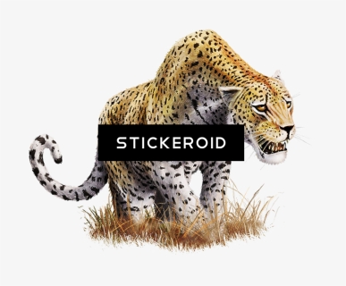 Leopard Png تحميل مجاني فهد - Png Leopard, Transparent Png, Free Download