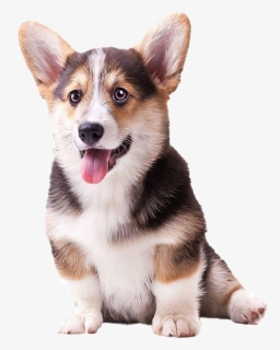 Cute Corgi Dog Png Pic - Corgi Puppy Transparent Background, Png Download, Free Download