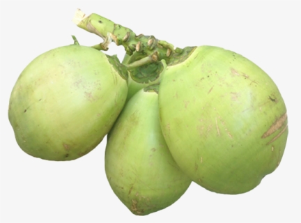 Green Coconut Png Free Download - Coconut, Transparent Png, Free Download