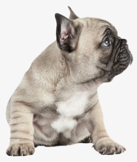 French Bulldog Png Free Download - French Bulldog Png, Transparent Png, Free Download