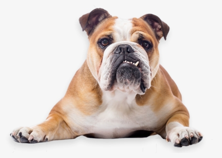 Toy Bulldog French Bulldog American Bulldog Puppy - Bulldog Png, Transparent Png, Free Download