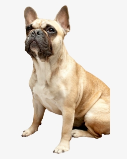 French Bulldog Png - French Bulldog Old English Bulldog, Transparent Png, Free Download
