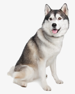 Pomeranian And Husky Together, HD Png Download, Free Download