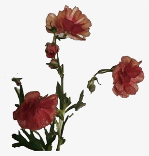 Aesthetic Flower Art Png Photos - Flower Aesthetic Png Transparent, Png Download, Free Download