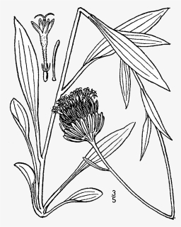 Magr7 001 Pvd - Marshallia Grandiflora, HD Png Download, Free Download