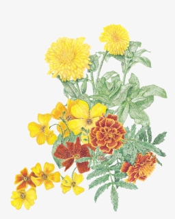 Transparent Marigolds Clipart - Tagetes Patula, HD Png Download, Free Download