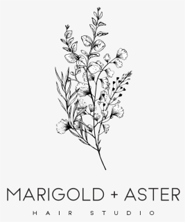 Aster And Marigold, HD Png Download, Free Download