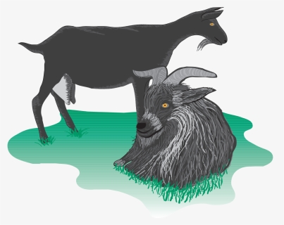 Feral Goat, HD Png Download, Free Download