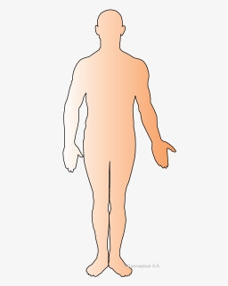 Human Body Outline Png - Silhouette, Transparent Png, Free Download