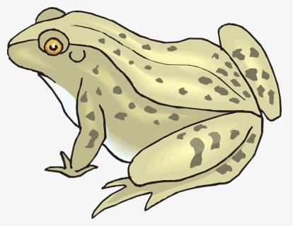 Bullfrog Clipart Toad - Toad Clipart, HD Png Download, Free Download