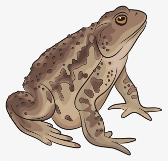 Asiatic Toad Clipart - Toad Clipart, HD Png Download, Free Download