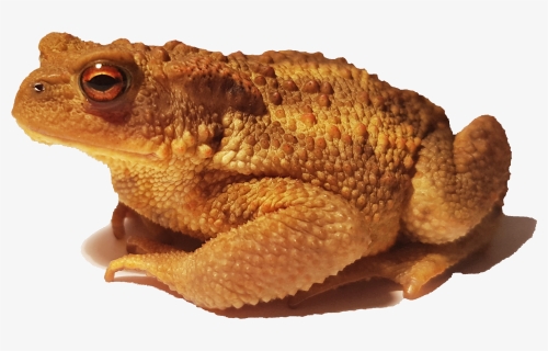 Bufo Bufo Spinosus 2 - American Toad Transparent Png, Png Download, Free Download