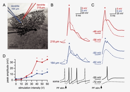 Dendritic Calcium Spike, HD Png Download, Free Download