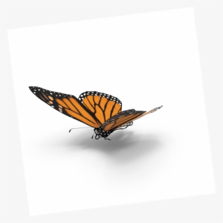 Transparent Borboleta Png - Monarch Butterfly, Png Download, Free Download