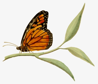 Monarch Butterfly 2 Clip Arts - Monarch Butterfly On Milkweed Clipart, HD Png Download, Free Download