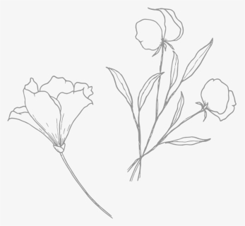 Poppy - Sketch, HD Png Download, Free Download