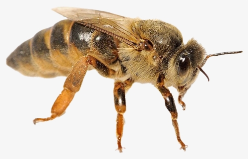 Bee Queen Png Transparent Photo - Honeybee, Png Download, Free Download