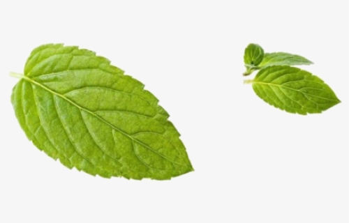 Green Mint Leaf Peppermint Free Download Png Hq - Transparent Mint Leaf Peppermint Png, Png Download, Free Download