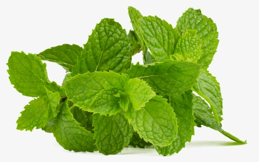 Mint Leaves Png, Transparent Png, Free Download