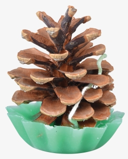 Pine Cone Fire Starters - Pinecone Fire Starter, HD Png Download, Free Download