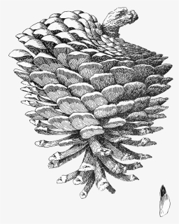 Transparent Pinecones Png - Antique Drawing Pine Cone, Png Download, Free Download