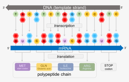 Predicting Polypeptide Chains From Dna - Dna Start Codon, HD Png Download, Free Download
